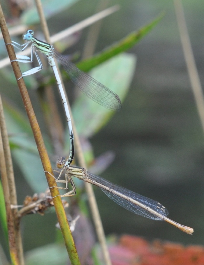 accouplement demoiselle accouplement demoiselle