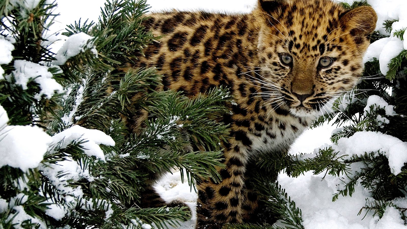 Why The Amur Leopard Is Endangered - Danger Choices