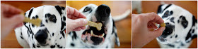 {RECIPE} Pumpkin and Salmon Dog Treats Dalmatian dogs eating homemade pumpkin and salmon dog treats