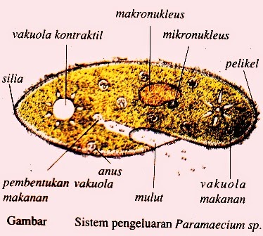 Sistem Ekskresi pada Hewan (Vertebrata dan Avertebrata)