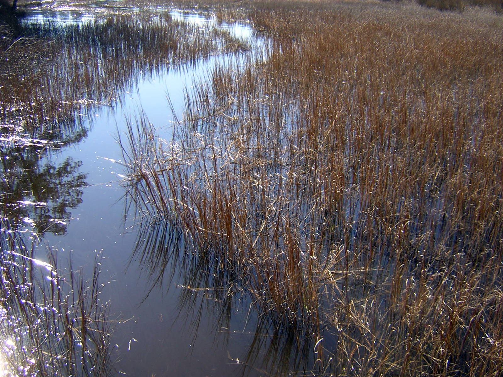 Still WatersNotes from a Virginia Shire Still Waters