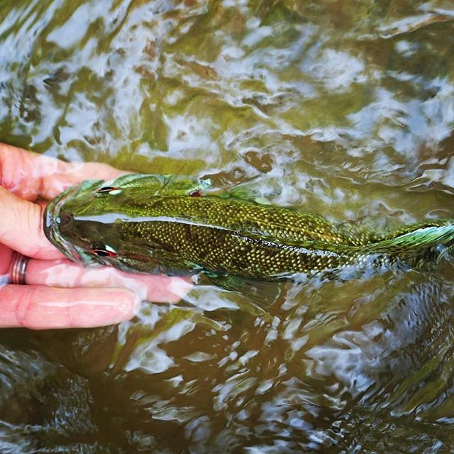 Troutrageous! Fly Fishing & Tenkara Blog Fly Fishing For Alabama's