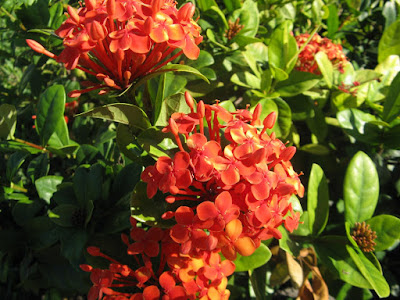 Red Ixora coccinea Jungle Flame blooms Turks Caicos by garden muses-not another Toronto gardening blog