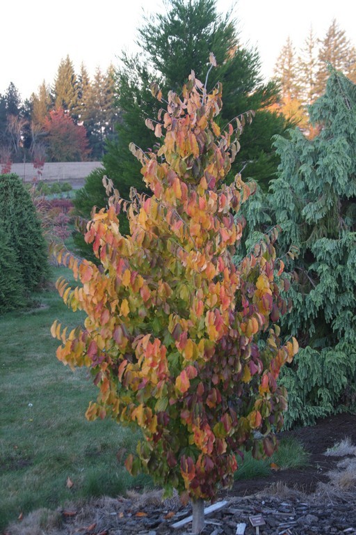 Flora Wonder Blog: My Disorganized Garden
