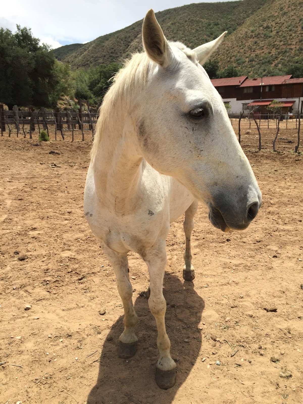 Agave Latte: Travels in 2016