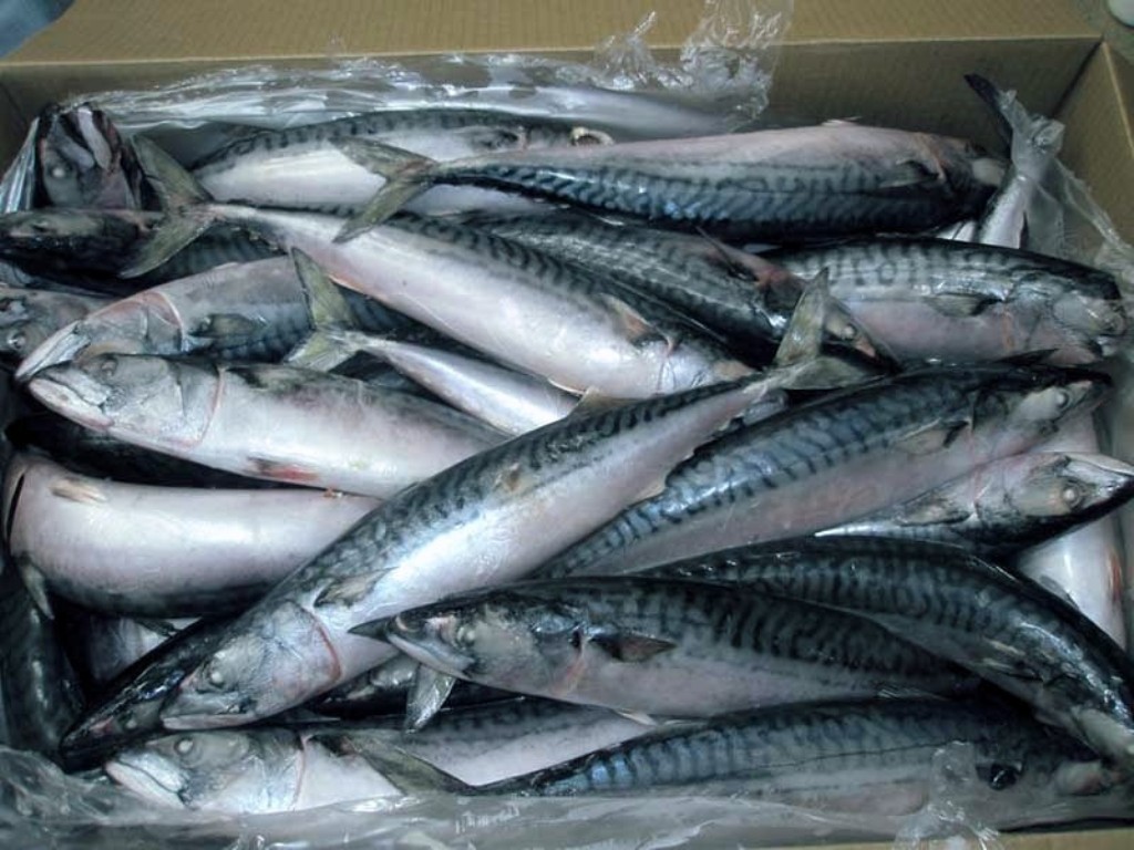 4 Quick Guides to Find Mackerel Suppliers USA Mackerel Fish Supplier