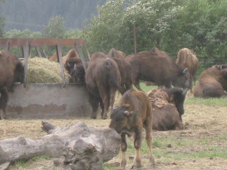 Bison at Alaska Wildlife Conservation Center