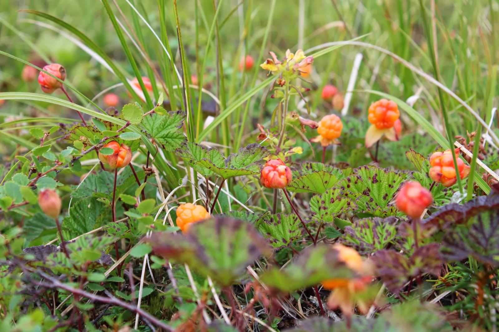 Nome, Alaska How Does Your Garden Grow in Nome, Alaska?