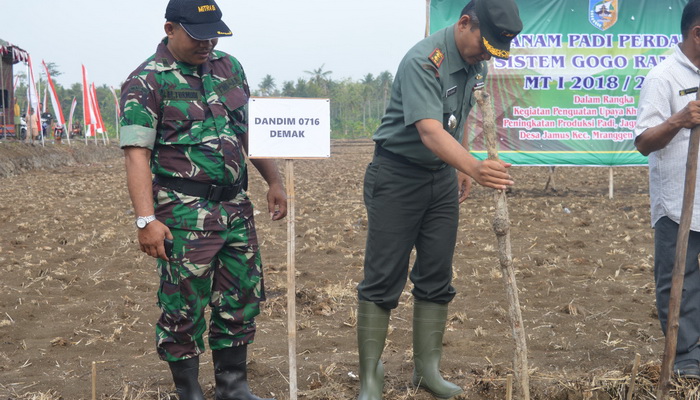 Sistem Tanam Padi Gogorancah Digalakkan di Demak