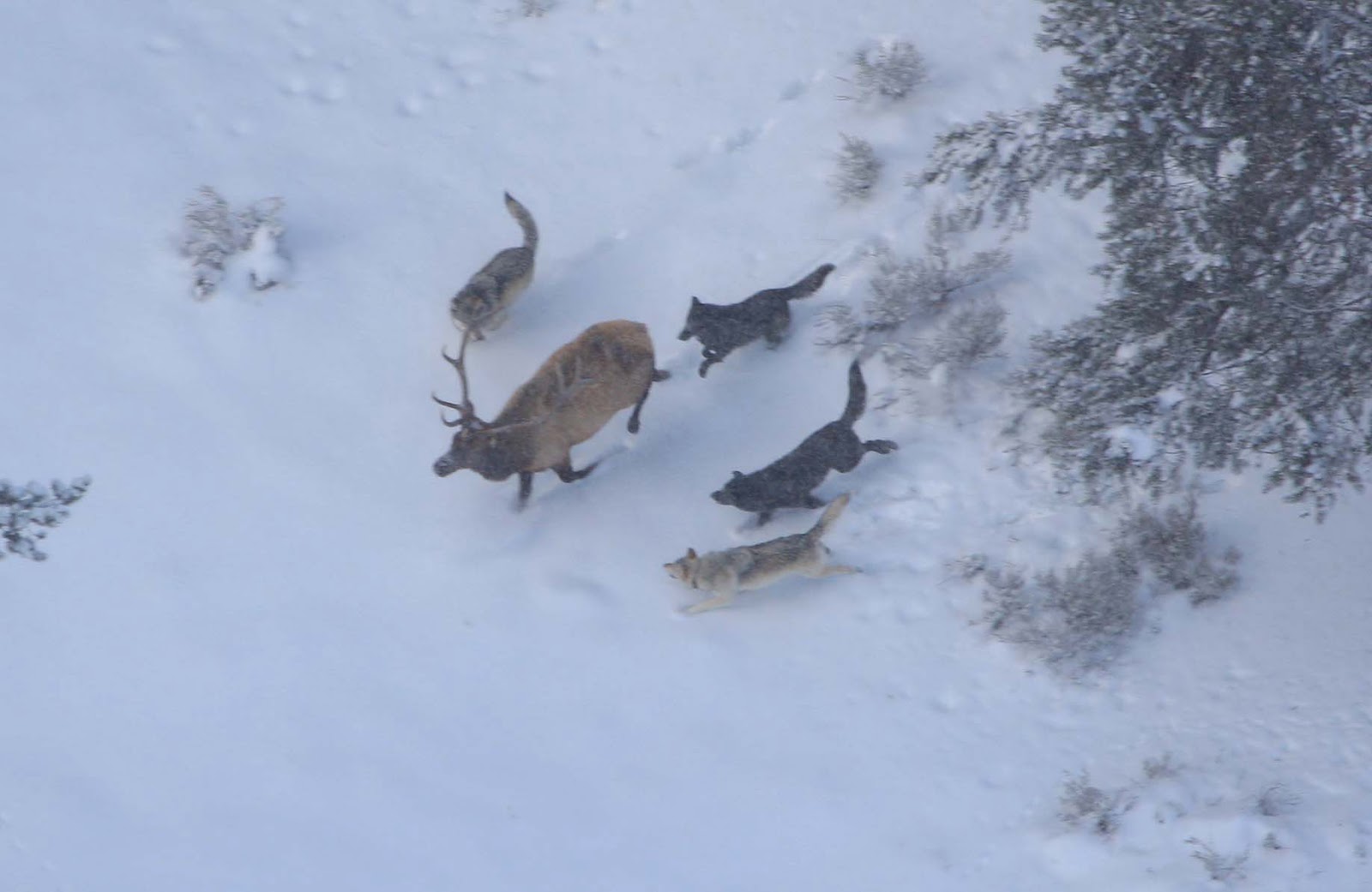 by hunting cooperatively in packs wolves can take down large prey like elk and deer with higher success rates than other predators by hunting cooperatively in packs wolves can take down large prey like elk and deer with higher success rates than other predators