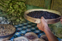 Percan, coffee plantation, Bali, Indonesia