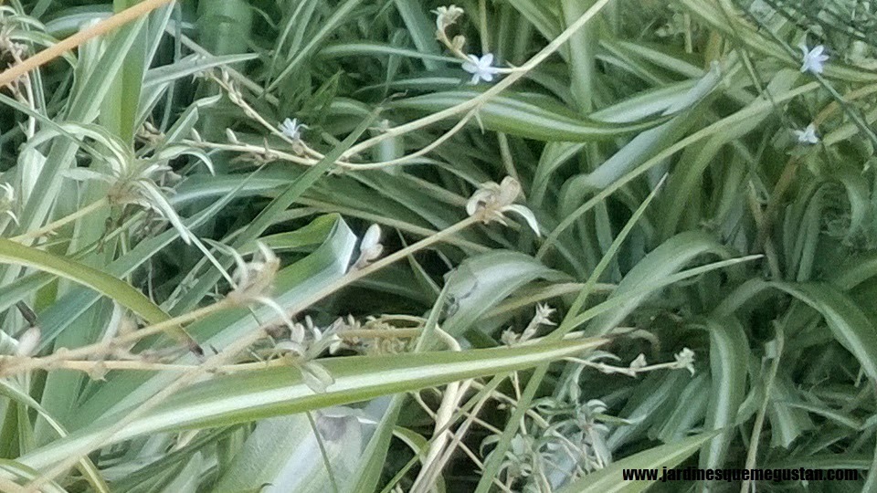 Masa arbustiva creada con cintas (Chlorophytum spp.) 