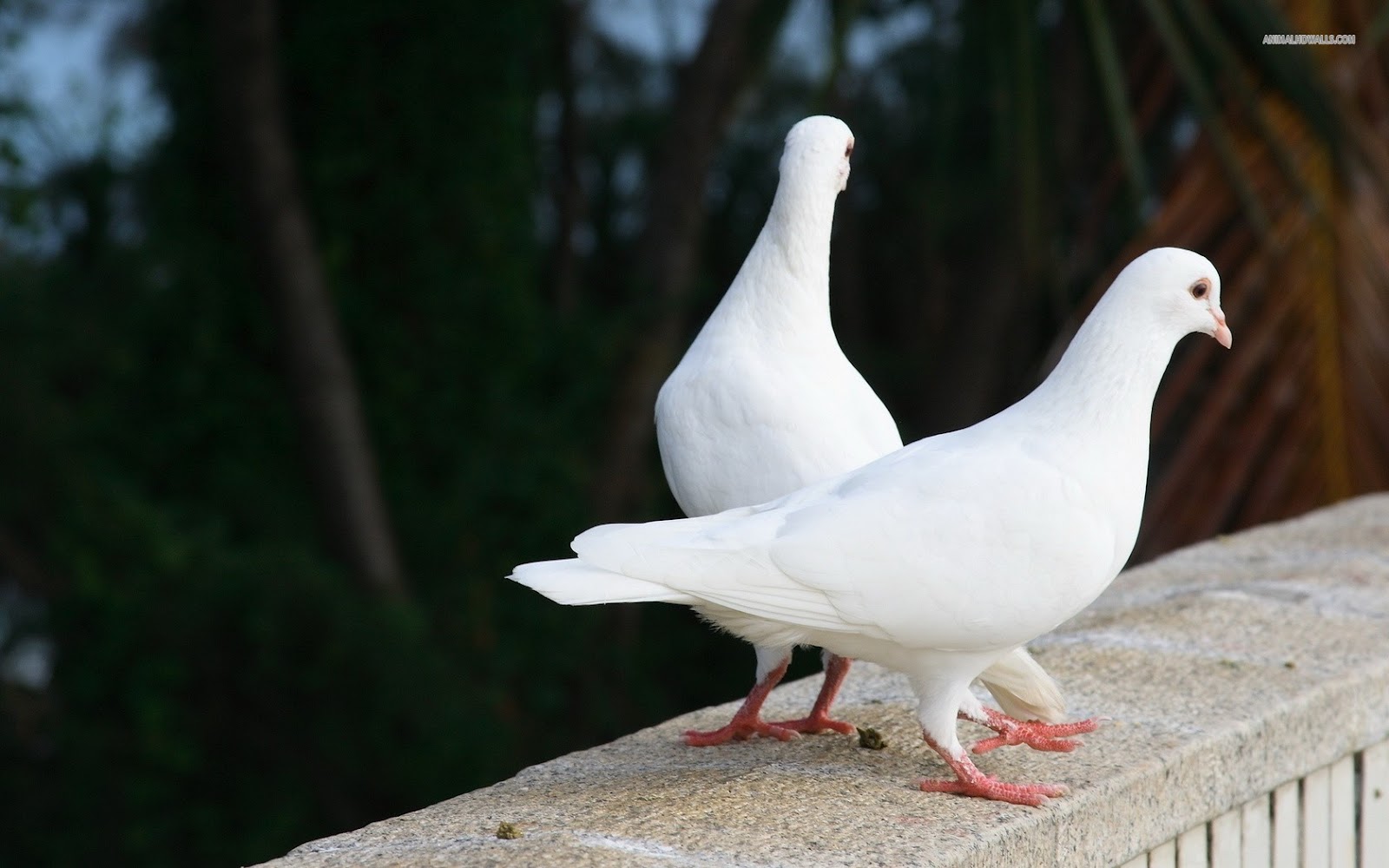 pigeon pidgin pigeon pidgin