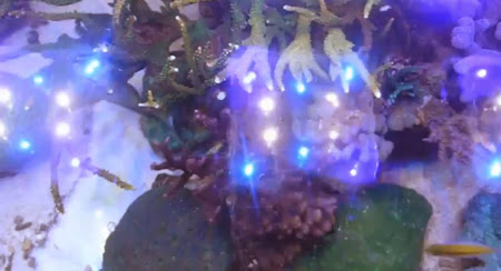 Reef Aquarium with acropora coral, AquaRay LED lighting