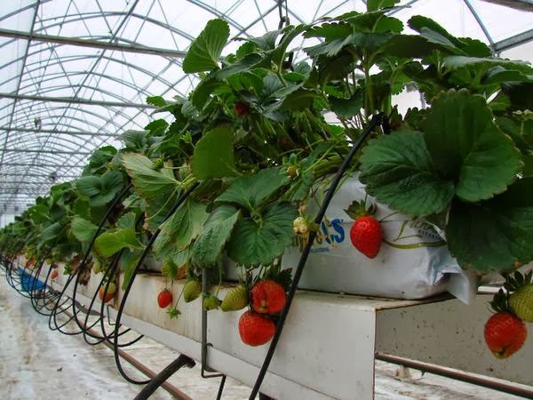 Hydroponic Strawberries Plants | Pinterest