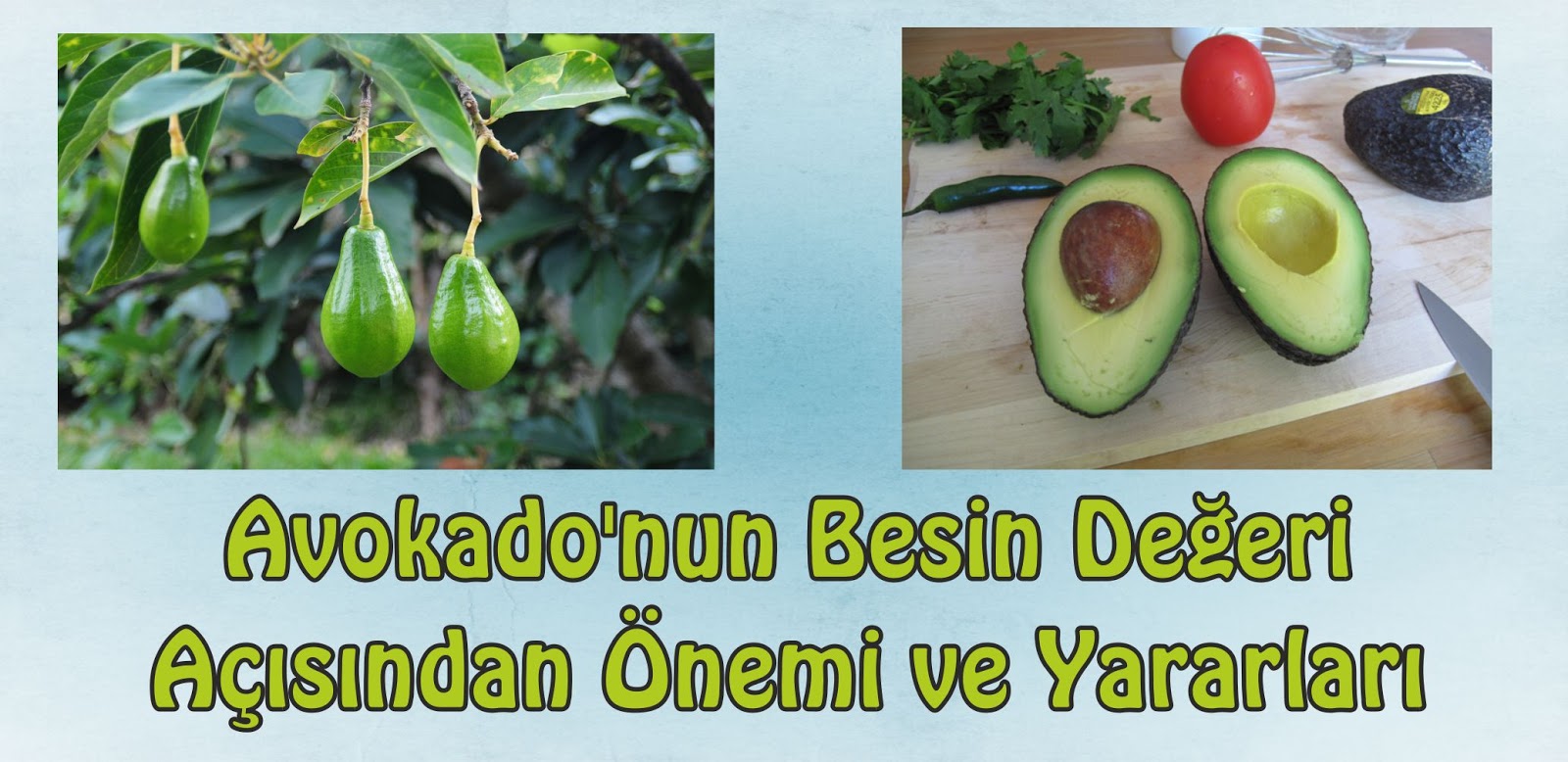 Avakado Yağının Faydaları Kullanımı Yararları Avakado Yağının Faydaları Kullanımı Yararları