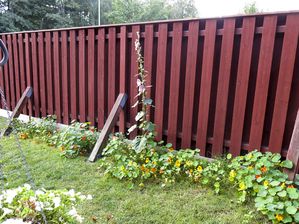 krasse, stockros krasse,stockros