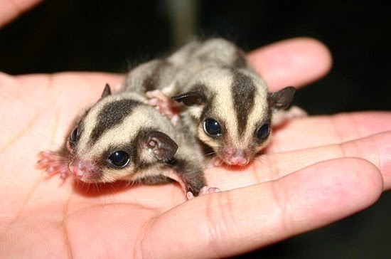 Mengenal Sugar Glider Si Hewan Saku Yang Imut Sugar Glider