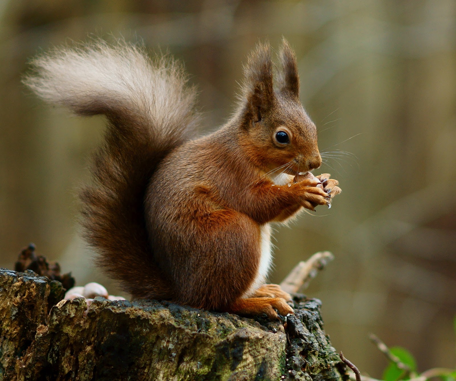 Mammals Animals: Squirrel posing