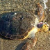 (ΗΠΕΙΡΟΣ)Νεκρή χελώνα στη Δροσιά