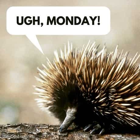 ugh-monday ugh monday