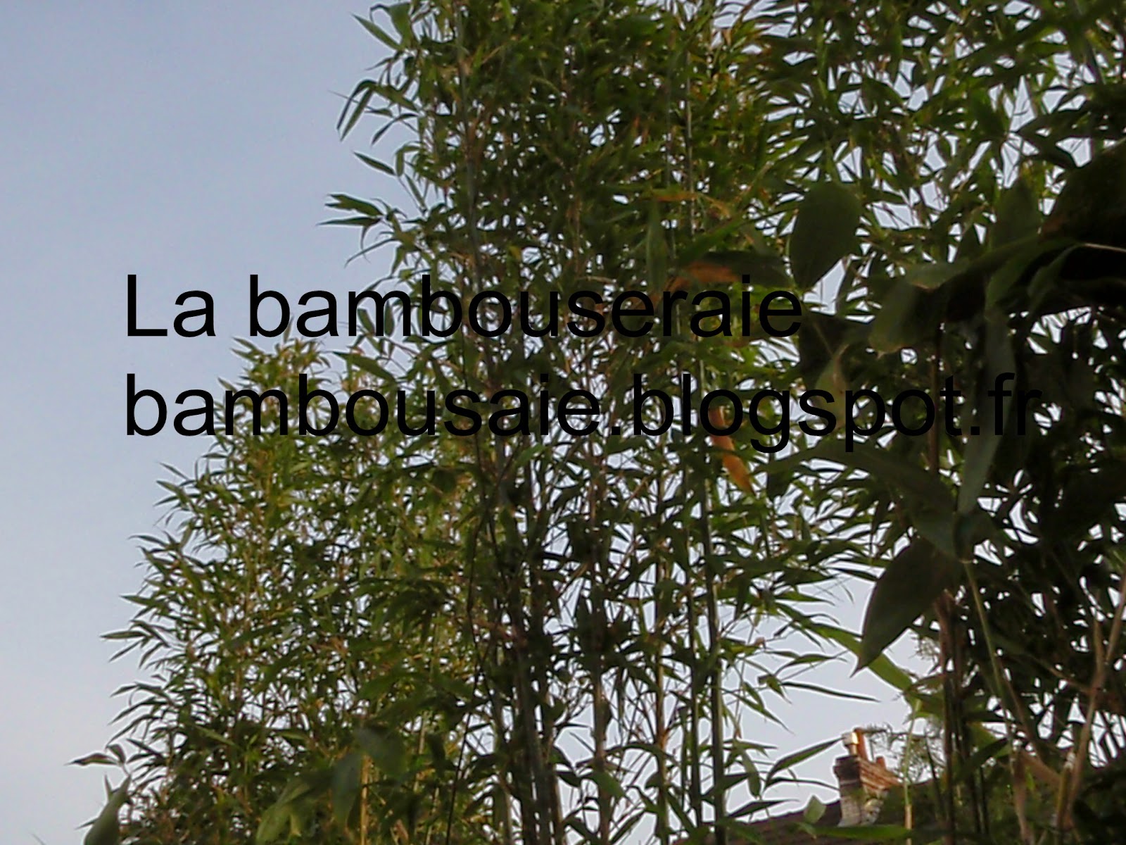 la bambouseraie