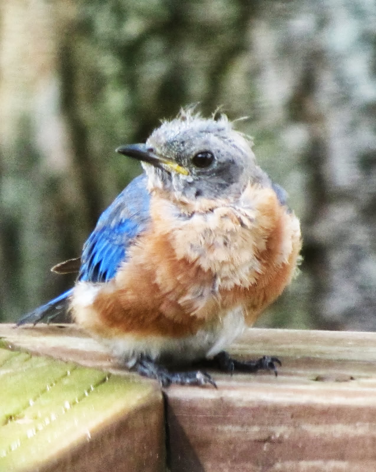 Brand New Fluffy Bluebird - 2013
