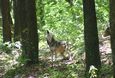 El ultimo aullido de esperanza del lobo mexicano (Canis lupus baileyi ...
