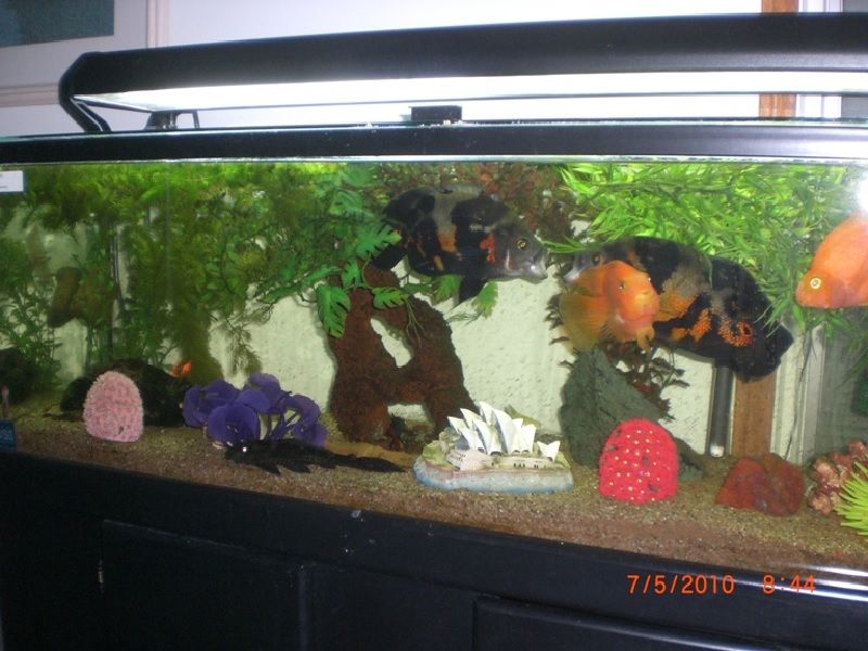 Model Aquarium Hias Yang Terkenal Sampai Ketika Ini Rahasia Trik