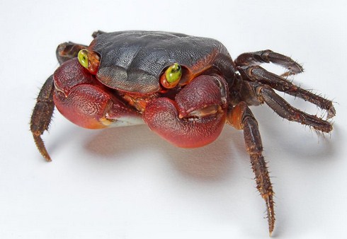 Ciri Ciri Umum Filum Arthropoda Dan Contohnya Mindut