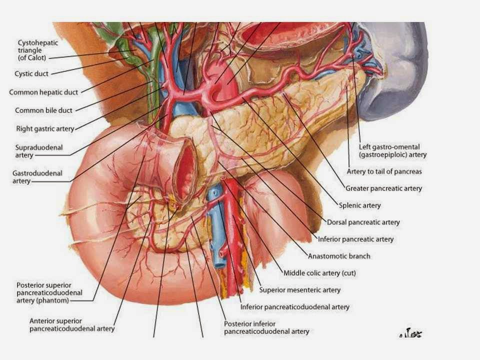 Сосуды желчного пузыря. Анатомия поджелудочной железы Неттер. Анатомия поджелудочной.железы атлас Неттера. Кровоснабжение поджелудочной железы Неттер. Кровоснабжение поджелудочной железы анатомия.