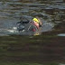 A 10-year-old Albanian child dies after drowning in the river in Germany