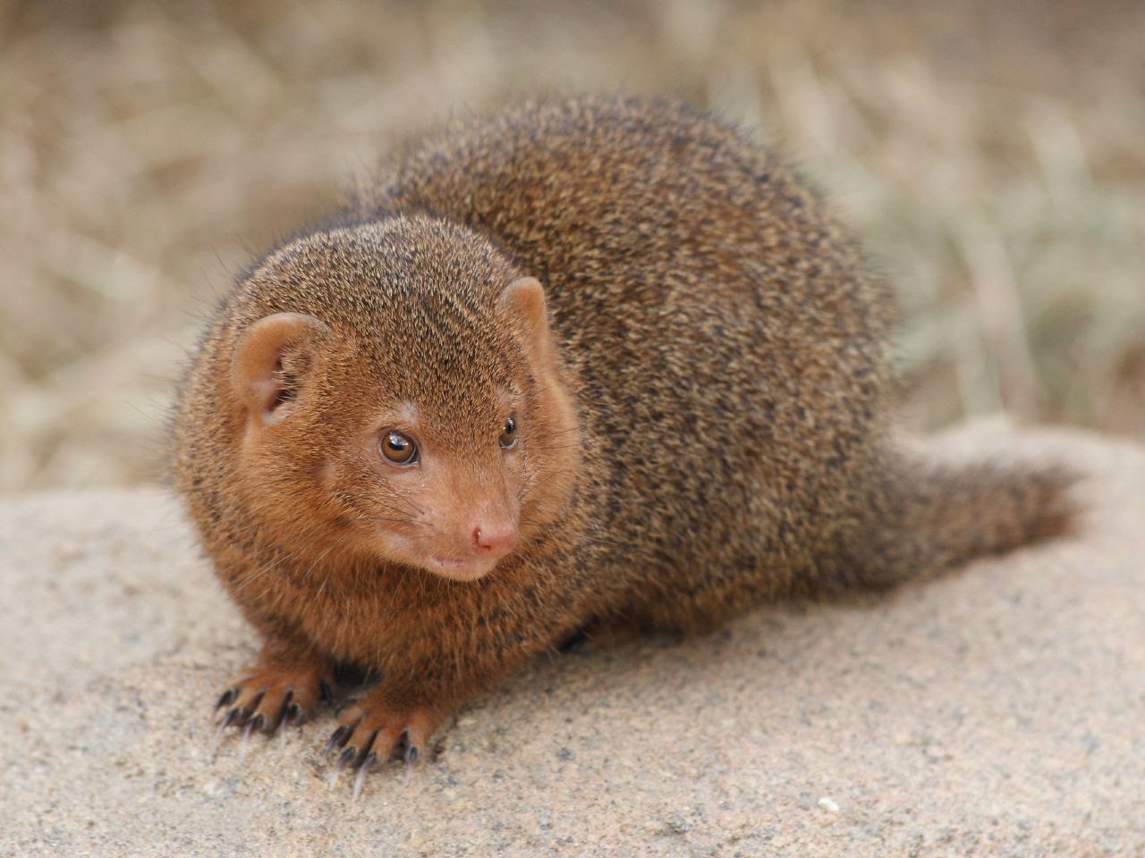 Mongoose Animals | Interesting Facts & Latest Pictures | The Wildlife
