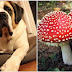 Two Dogs Die After Eating Poisonous Mushrooms - Learn How To Spot These Deadly Plants
