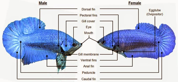 Begini Cara Membedakan Jenis Kelamin Ikan  Cupang  Jantan  