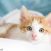 Yurie Photography - Presentation