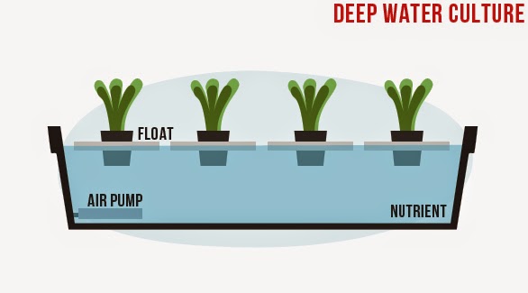Planting Chili With Hydroponics DWC (Deep Water Culture)