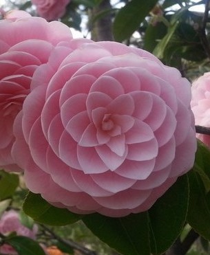 Garden Of Aaron The December Garden Camellia Sasanqua In Bloom