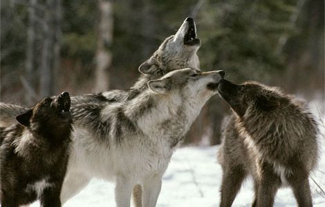 ×♥× Wolves Hidden Beauties ×♥×: ** Wolves Are Nocturnal Animals
