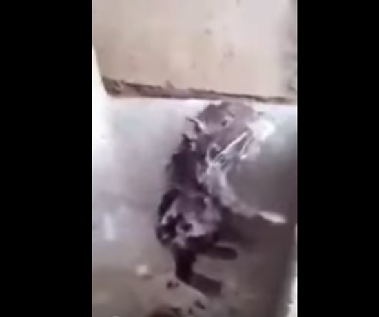 Vídeo de rato tomando banho igual gente viraliza na internet - Img 1