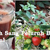 YUK BANTU AKU SEBARKAN ARTIKEL INI KEPADA YANG LAIN !!! INI PENTING UNTUK KALIAN YANG MENGIDAP PENYAKIT BANTU GINJAL, TIDAK PERLU OPERASI !!!CUKUP MINUM JUS DAUN KUMIS KUJING DI BAWAH INI CARA PENGOLAHANNYA