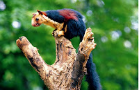 silent valley national park wildlife malabar giant squirrel kerala tourism india