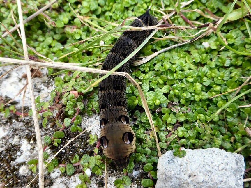 elephant hawk-moth caterpillar