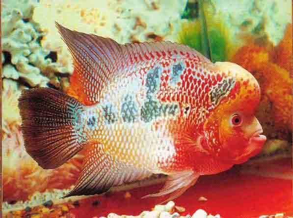 flowerhorn the hybrid cichlids 11 13 11 flowerhorn the hybrid cichlids 11 13 11