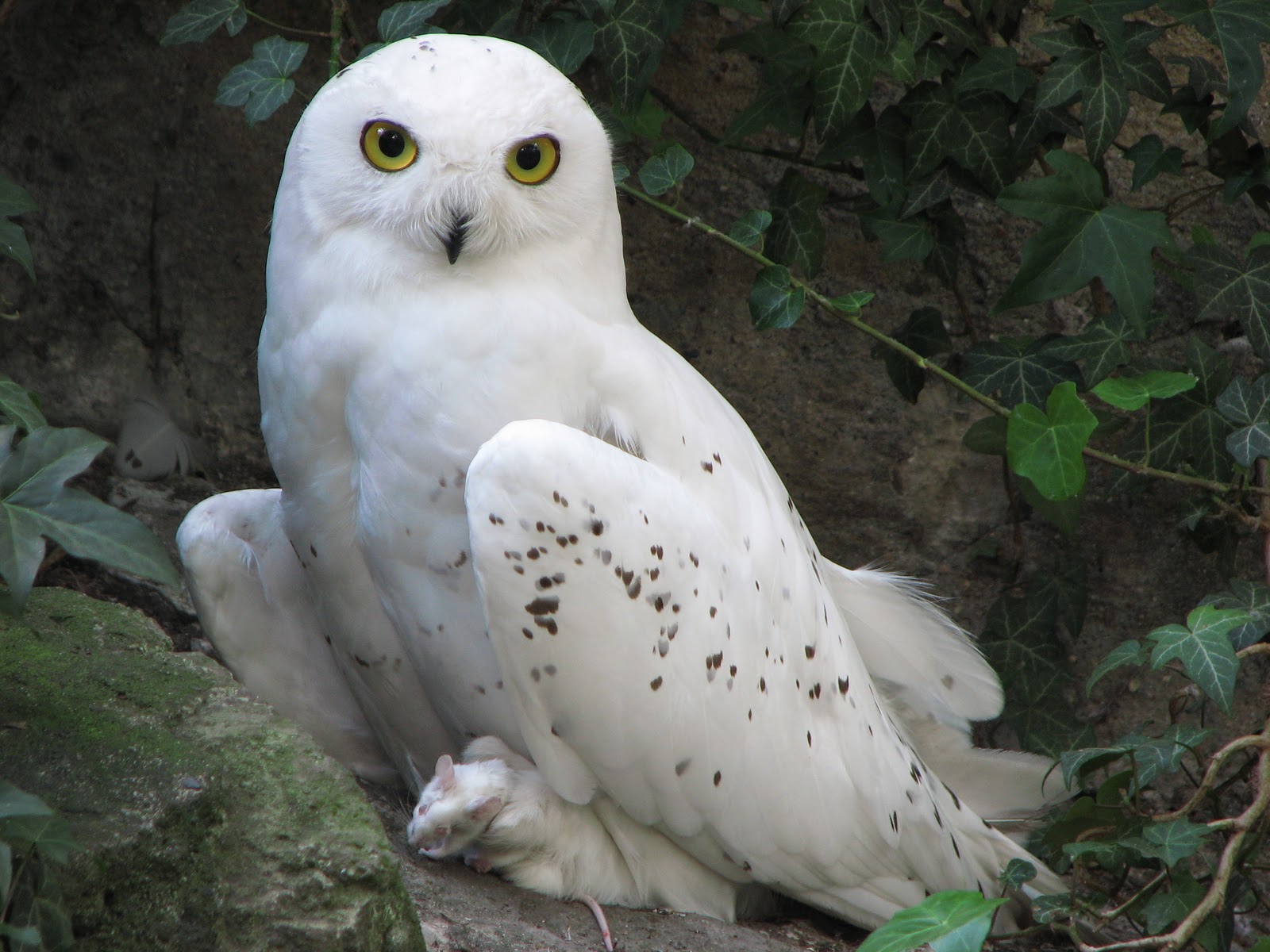 CUTE WILDLIFE The Snowy Owl cute-wildlife-the-snowy-owl