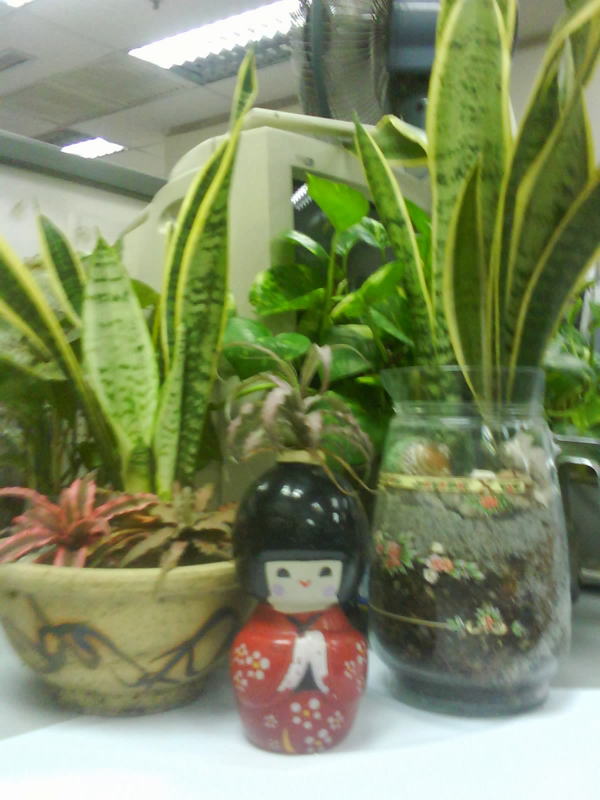 Garden Chronicles Indoor Plants Office Cubicle