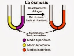 Soluciones isotonicas Soluciones isotonicas