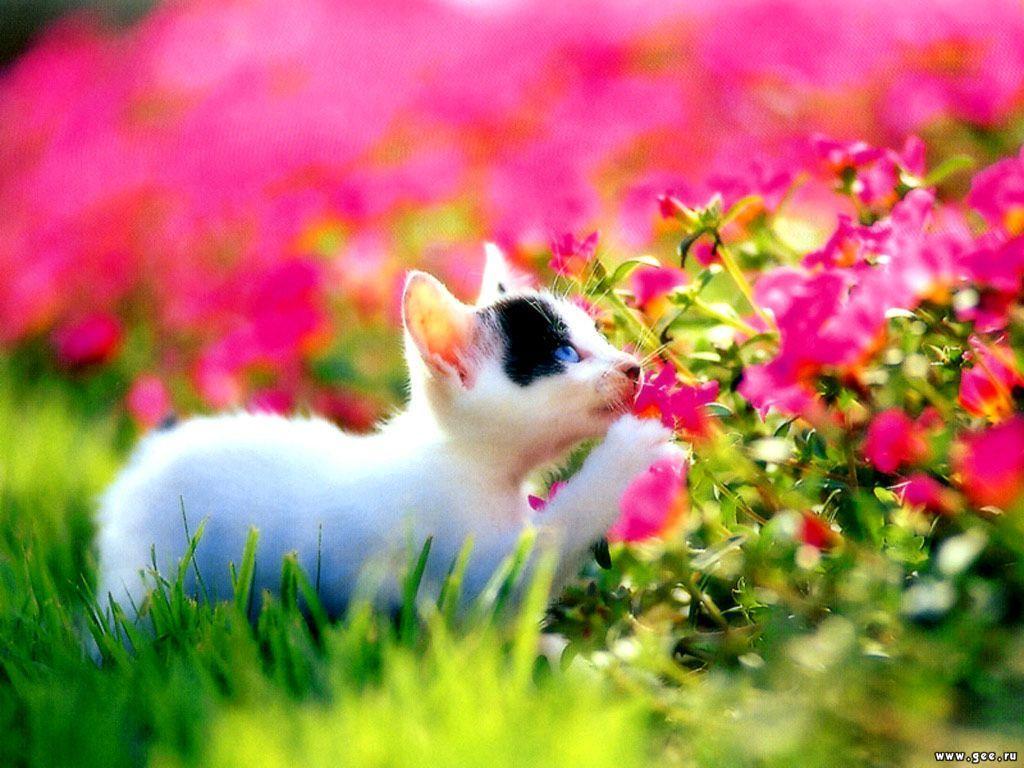 Cute Cat in Garden Flower Wallpaper