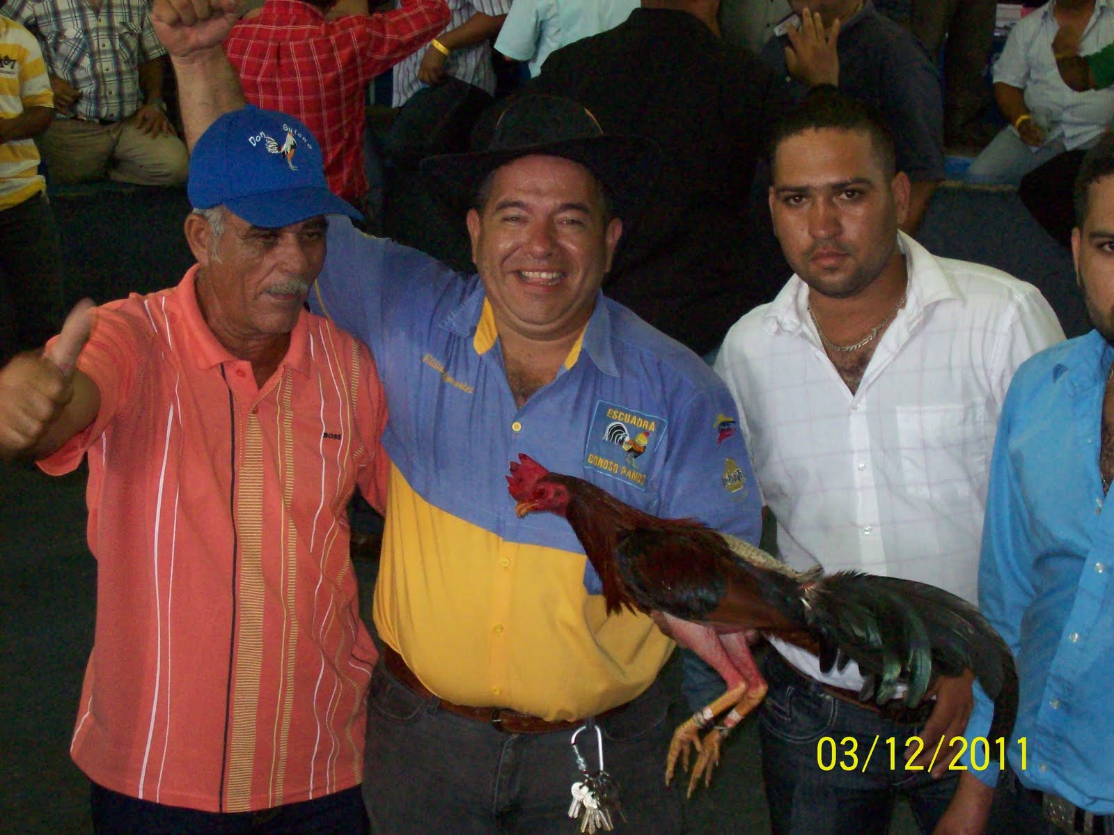 Gallos 