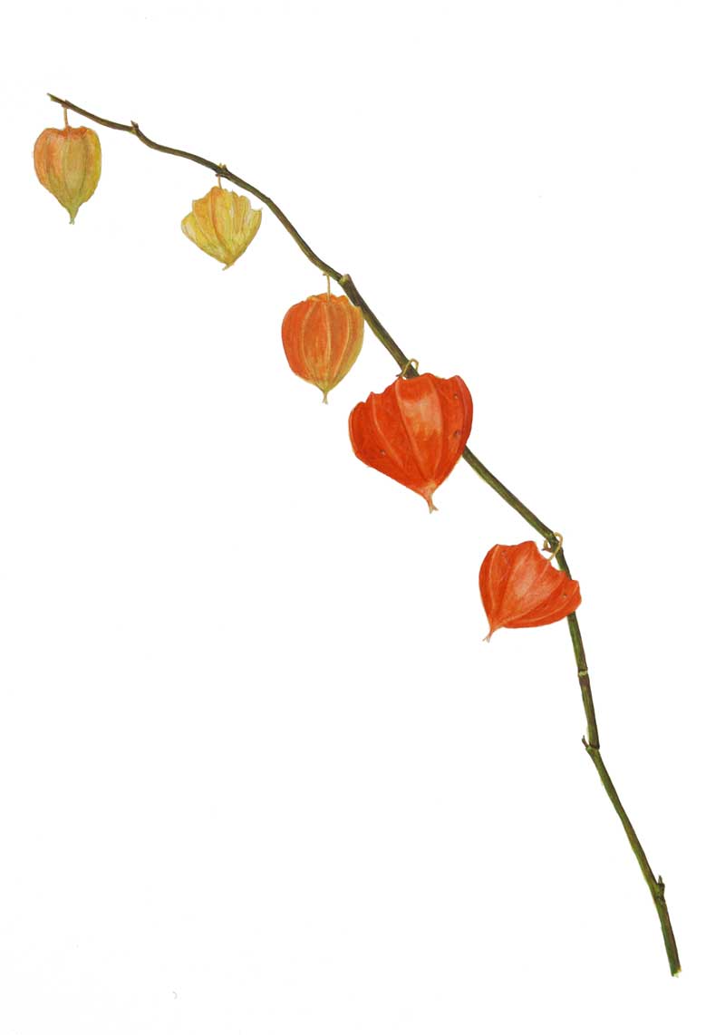 a painting a day... Japanese Lanterns